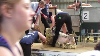 Scotsheep 2016 Inter district Shearing Final  WATCH IN HD catch the end on next video [upl. by Glendon574]