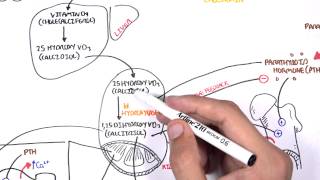 Endocrinology  Calcium and Phosphate Regulation [upl. by Pacificas]