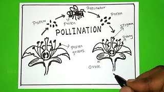 How to Draw Pollination of flowers Drawing  Diagram of Pollination of flowers [upl. by Gathard]