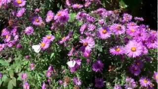 Bienen und Schmetterlinge in Astern [upl. by Arabrab]