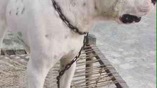 Dogo Argentino Temperament India [upl. by Adnilahs471]