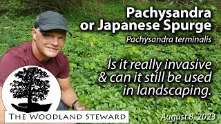 Pachysandra or Japanese Spurge Is it really Invasive [upl. by Langdon]