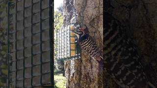 Nuttalls Woodpecker🐦Afternoon Suet Peck nuttallswoodpecker [upl. by Menides]