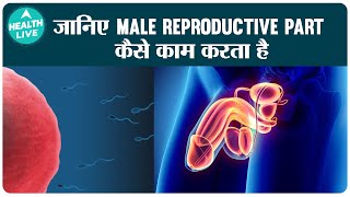 Testicles Body से बाहर क्यों होते है  जानिए Sperm कैसे बनता है Male Reproductive Part Health Live [upl. by Aicil]