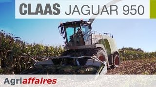 Ensileuse CLAAS Jaguar 950 [upl. by Mose889]