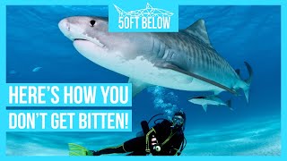 Safely Scuba Dive With Sharks  5 Rules to Stay Safe [upl. by Adnaerb]