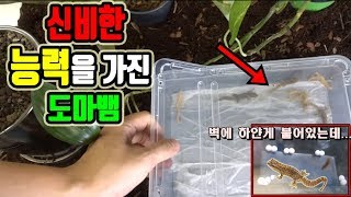 세계에서 가장 quot특이한능력quot을 가진 도마뱀저 둥근것은 무엇 정브르How to breed Lepidodactylus lugubris [upl. by Congdon212]