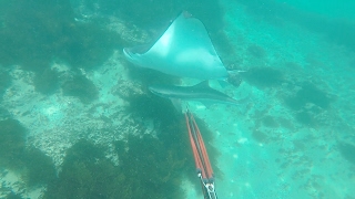 Spearfishing Australia Ulladulla NSW COBIA [upl. by Ivie]