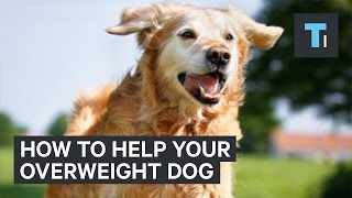 How to get your overweight dog back in shape [upl. by Gredel528]