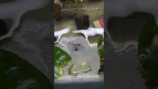 Male Betta Fish 🐟 Ready with Bubbles Nest  Ready for Breeding fish [upl. by Watters]