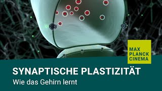 Synaptische Plastizität  wie das Gehirn lernt [upl. by Boris]