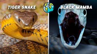 Most Venomous Snakes [upl. by Hemetaf]