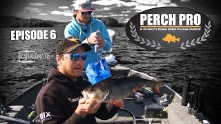 Perch Pro  EPISODE 6  The Next Level of Perch Fishing  Kanalgratisse [upl. by Pestana]