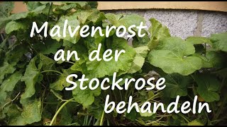 Malvenrost an Stockrosen loswerden Malven Krankheiten natürlich bekämpfen Stockmalve Alcea rosea [upl. by Nodgnal]