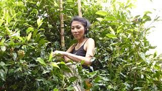 Harvesting Cloves near Manado northern Sulawesi Indonesia [upl. by Ajdan11]