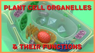 Plant Cell Organelles and Their Functions [upl. by Leunamme]