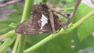 Praying Mantis Eating a Moth with EGGS  Timelapse [upl. by Ahdar]