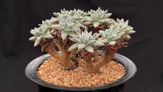 Dudleya gnoma White Sprite  Rare Succulents 1 [upl. by Xylon]