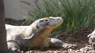 Komodo Dragon amp Nile Monitor [upl. by Ykcir]