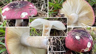 Heringstäubling Verwechslung  Fleischfarbener Heringstäubling Russula xerampelina  Pilzportrait [upl. by Morrill]