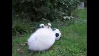 Sampson the Angora Rabbit Hopping Through the Yard [upl. by Hawker311]