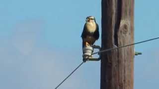 Aplomado Falcon Sitting on Line Cameron County Texas [upl. by Llabmik]