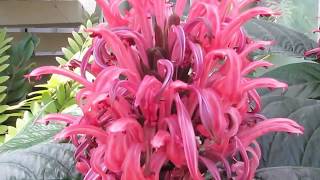 Plant Traveller Justicia Carnea  Kings Crown [upl. by Queena]