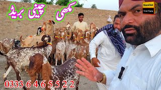 makhi cheeni praignt goat at bismillah goat farm bakra market dera ghazi khan goat business [upl. by Cirderf]