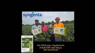 SYNGENTA SEEDS  OKRA  DIWA51 6281554491 [upl. by O'Brien]