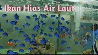 IKAN HIAS AIR LAUT  MENTENG JAKARTA PUSAT [upl. by Narmak]