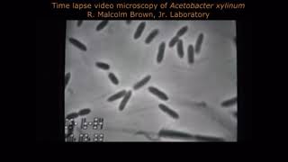 Acetobacter xylinum [upl. by Ycat]