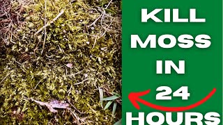 The BEST method to kill moss 😳 [upl. by Poucher]