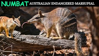 Numbat Australian Most Endangered Marsupial [upl. by Nathanil]