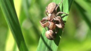 Mating Crab Spiders Thomisidae Xysticus in Romantic Embrace [upl. by Koblick]