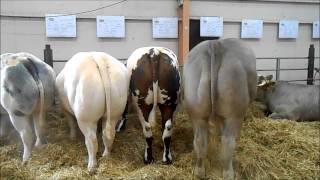 les bovins  la ferme en fête dalençon 2014 [upl. by Rutherfurd275]