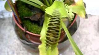 Venus Flytrap Eating 2 wasps [upl. by Asital]