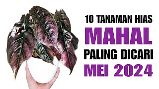 10 Tanaman Hias MAHAL Paling Dicari di Bulan MEI 2024 [upl. by Gwyn201]