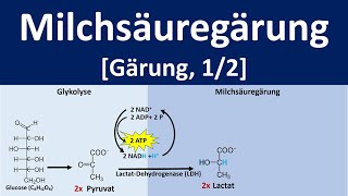 Milchsäuregärung  Gärung anaerobe Stoffwechselprozesse 12  Biologie Oberstufe [upl. by Towers]