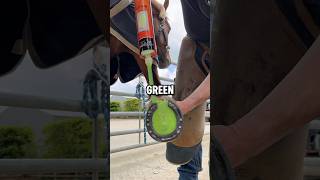 How Horse Hooves Are Kept Healthy In Domesticated Horses 📸 forfarriersbyfarriers [upl. by Ecnarwal916]