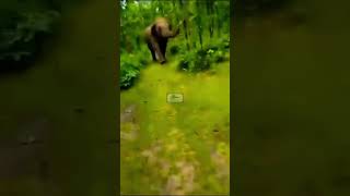 A man trying to tease elephant gets chased back escapes by narrow distance  Video viral [upl. by Adnamaa]