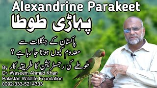 Alexandrine parakeet An Endangered Bird in Pakistan  Pahadi Tota  Raw Tota  Pahari Tota [upl. by Clotilde]