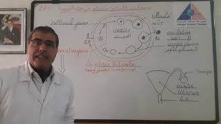 Explication schématique de la phase folliculaire et la phase lutéale chez la femme  SVT  2AC [upl. by Linker381]