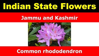 List of State flower and Union territories flowers of India  DAG12625 [upl. by Aciemaj]