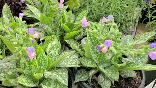 Pulmonaria Twinkle Toes Lungwort  Shade Perennial Small BluePink flowers amp Spotted Foliage [upl. by Noek]