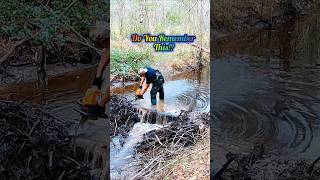 Beavers Secret Weapon Cut  Beaver Dam Removal shorts [upl. by Ashbaugh]