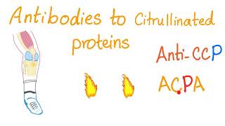 AntiCyclic Citrullinated Peptide antiCCP  Rheumatoid Arthritis RA Rheumatology Labs [upl. by Felipe]