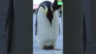 Penguin In Antarctica ❄️⛄ antarctica shorts animal [upl. by Goodhen197]