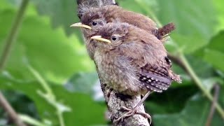 Wren Fledglings  Tiny Birds Chirping For Mum [upl. by Jamey]