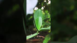 Orchid Rescue  Bringing a Phalaenopsis Back to Life plants [upl. by Maeve]