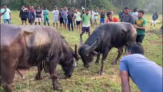 Bullfights Goa  Traditional Dhirio Sport  Goan Dhirio Sport [upl. by Adnolrehs]